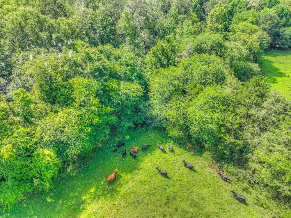 County Road 1750 Grapeland, TX 75844