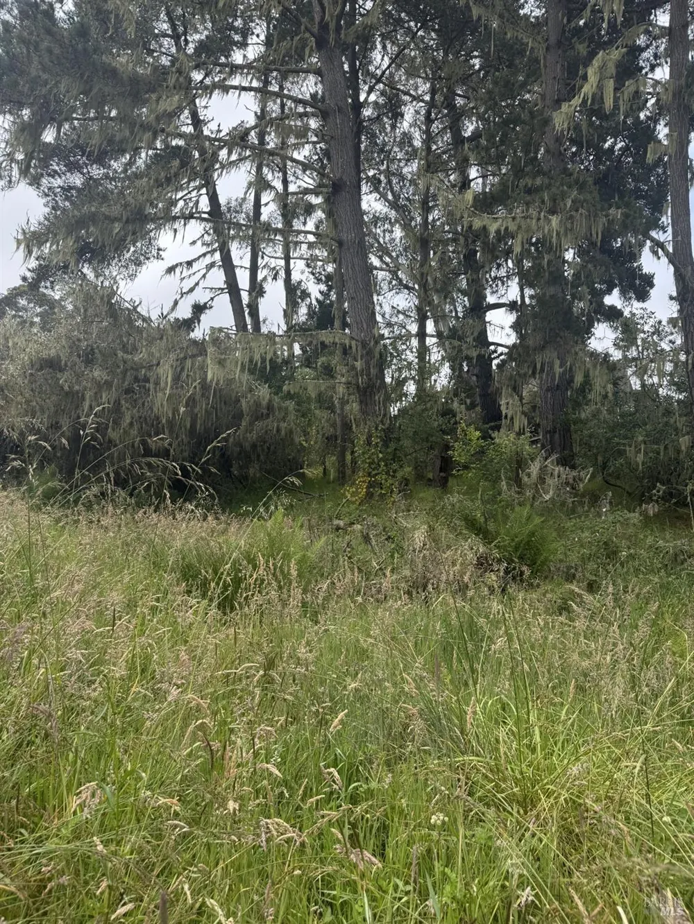 241 Alder Road Bolinas, CA 94924