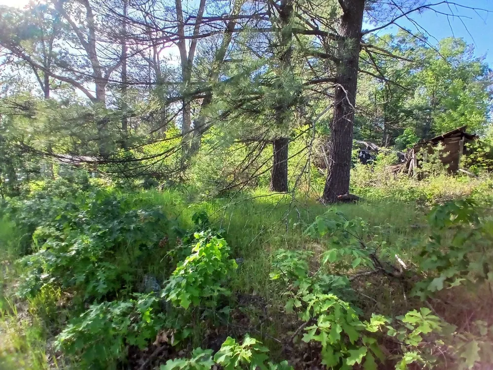 2486 Retelle Lane Klacking Township, MI 48661