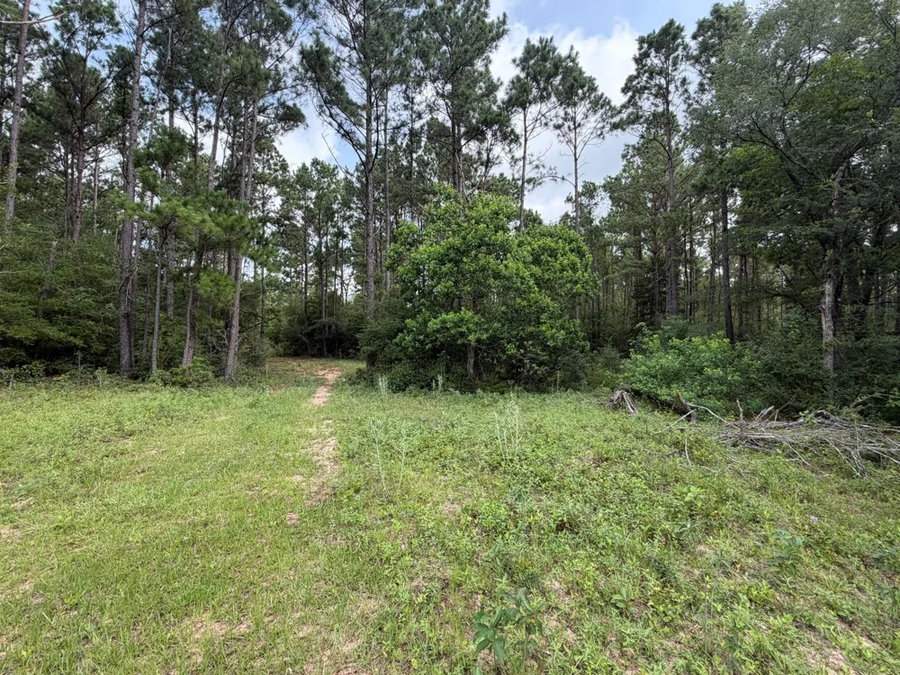 6779 County Road 215 Anderson, TX 77830