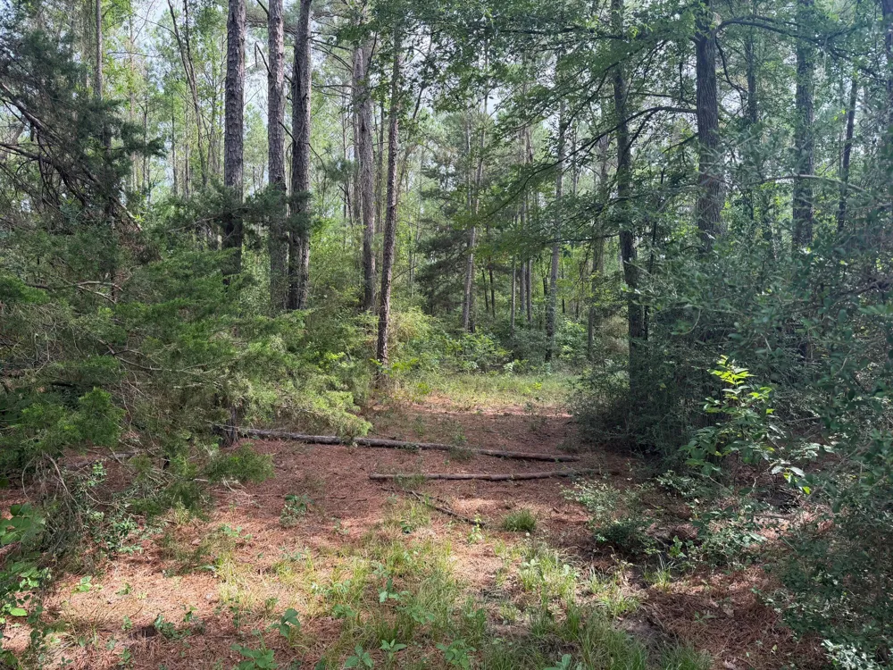 6779 County Road 215 Anderson, TX 77830