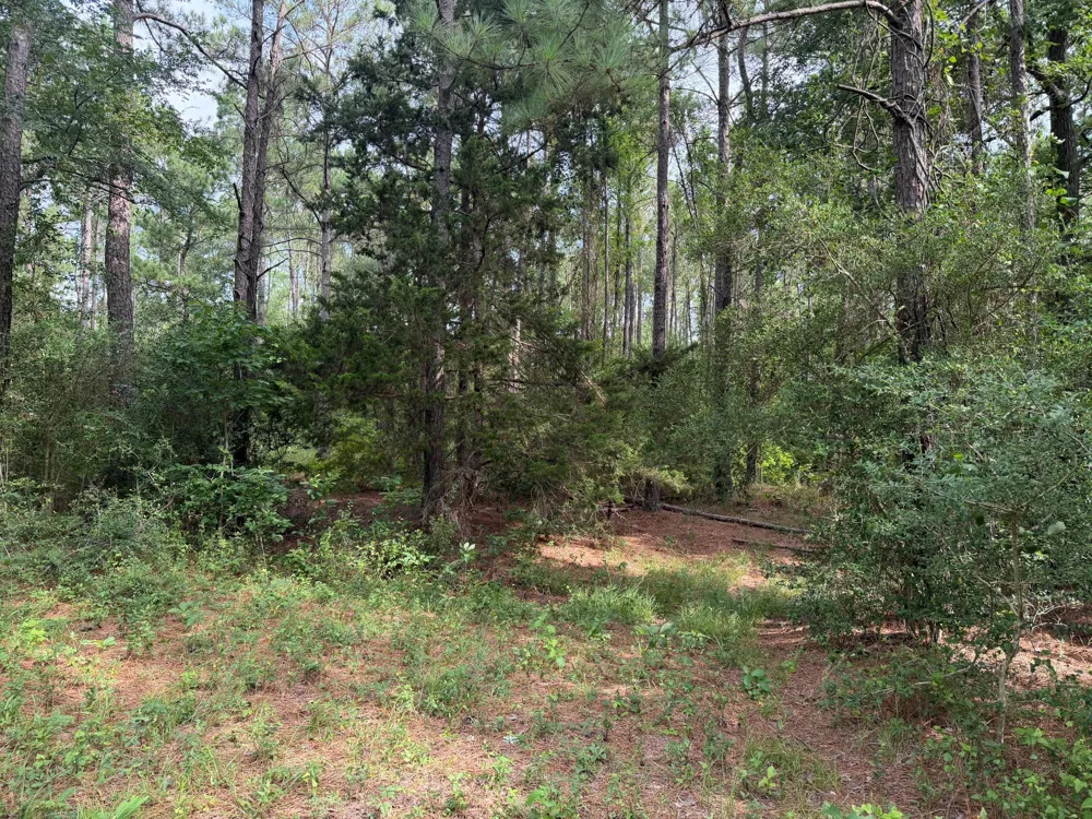 6779 County Road 215 Anderson, TX 77830
