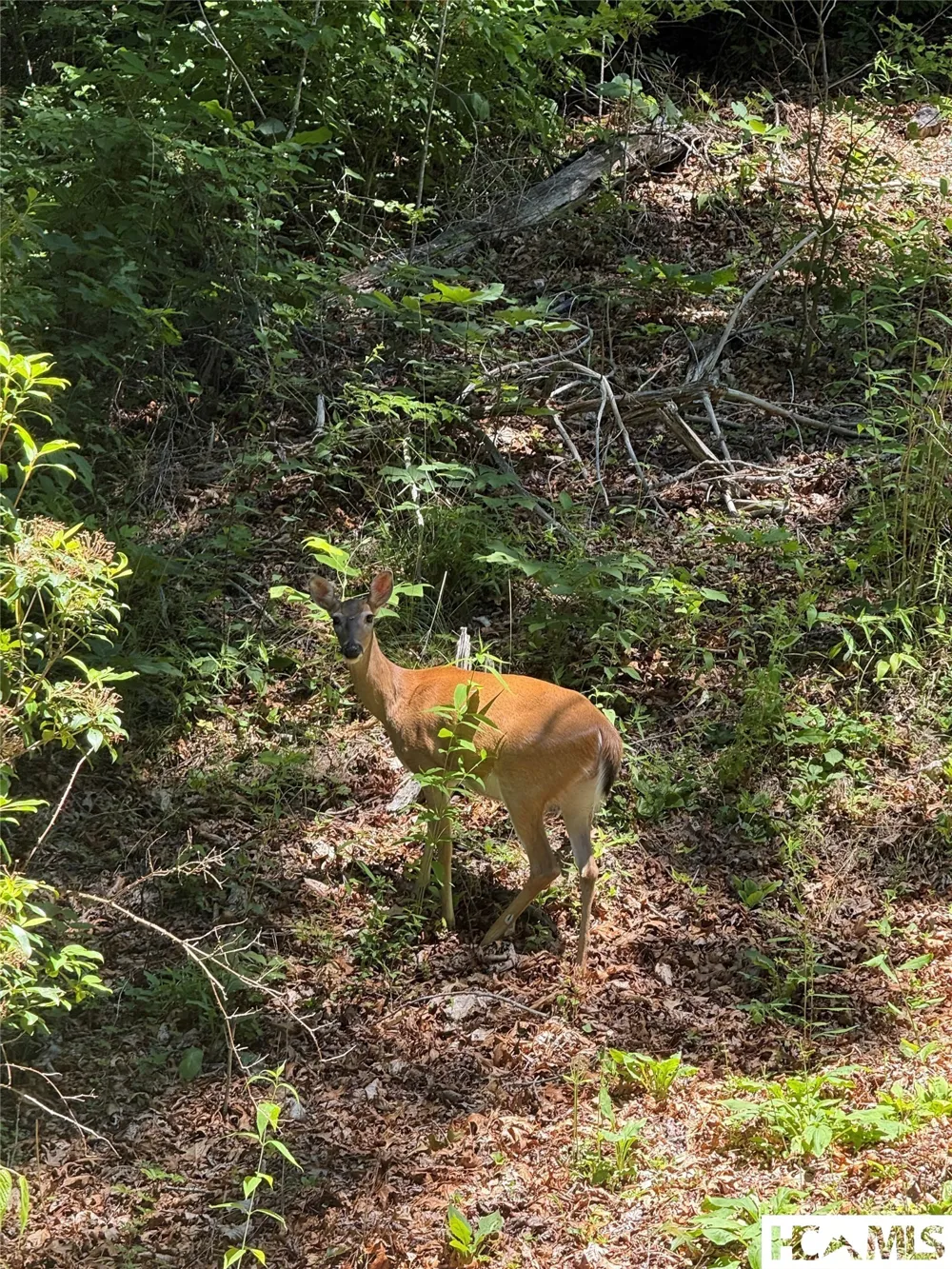Lot 55 Pilot Mountain Glenville, NC 28736