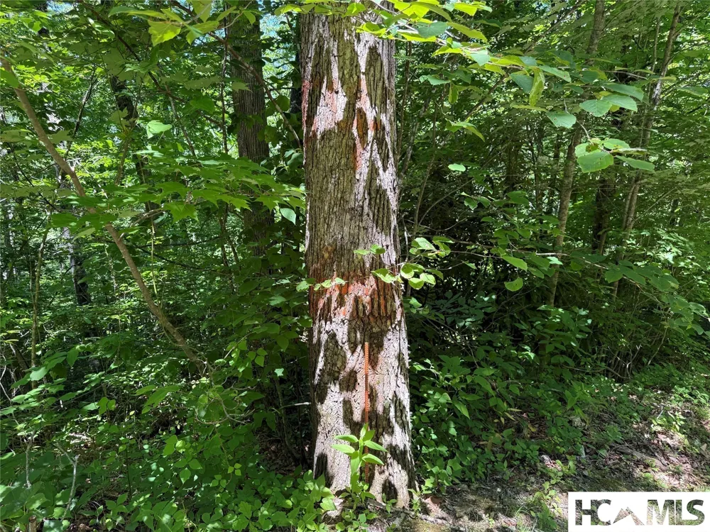 Lot 55 Pilot Mountain Glenville, NC 28736