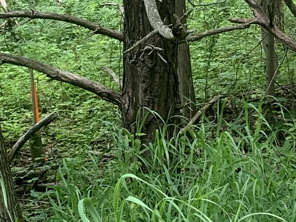 Wildwood Court Hartwick Township, MI 49631