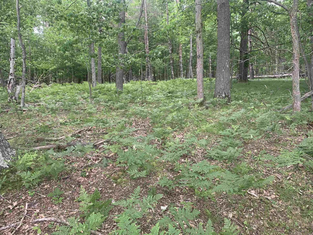 Wildwood Court Hartwick Township, MI 49631