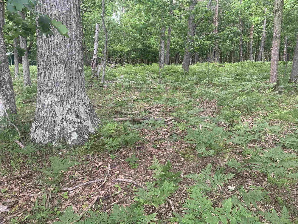Wildwood Court Hartwick Township, MI 49631