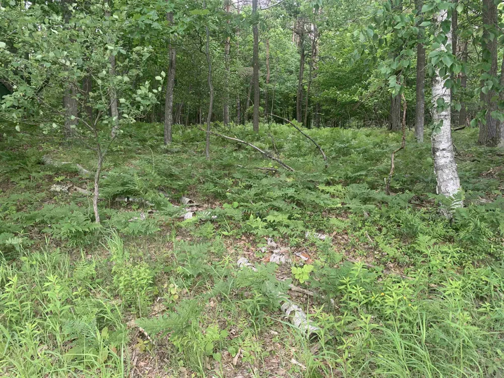 Wildwood Court Hartwick Township, MI 49631