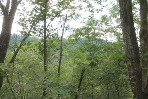 3 Straight Fork Road