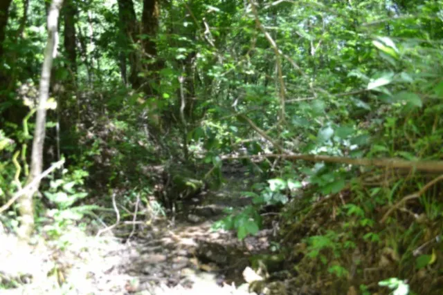 425 Baugh Hollow Ln Gainesboro, TN 38562