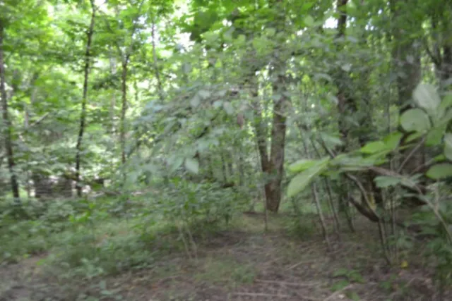 425 Baugh Hollow Ln Gainesboro, TN 38562