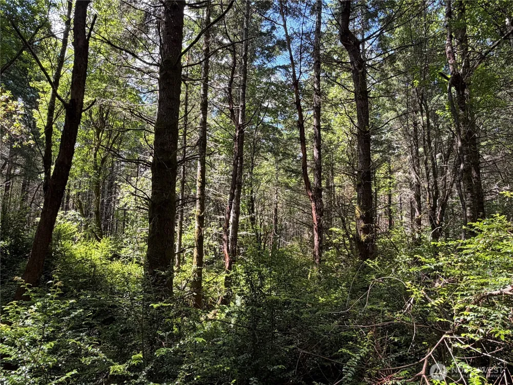 178 Geoduck Drive Quilcene, WA 98376