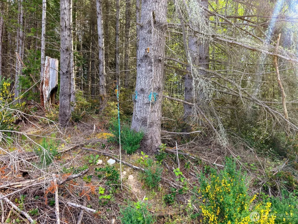 2 XXX Teal Lake Road Port Ludlow, WA 98365