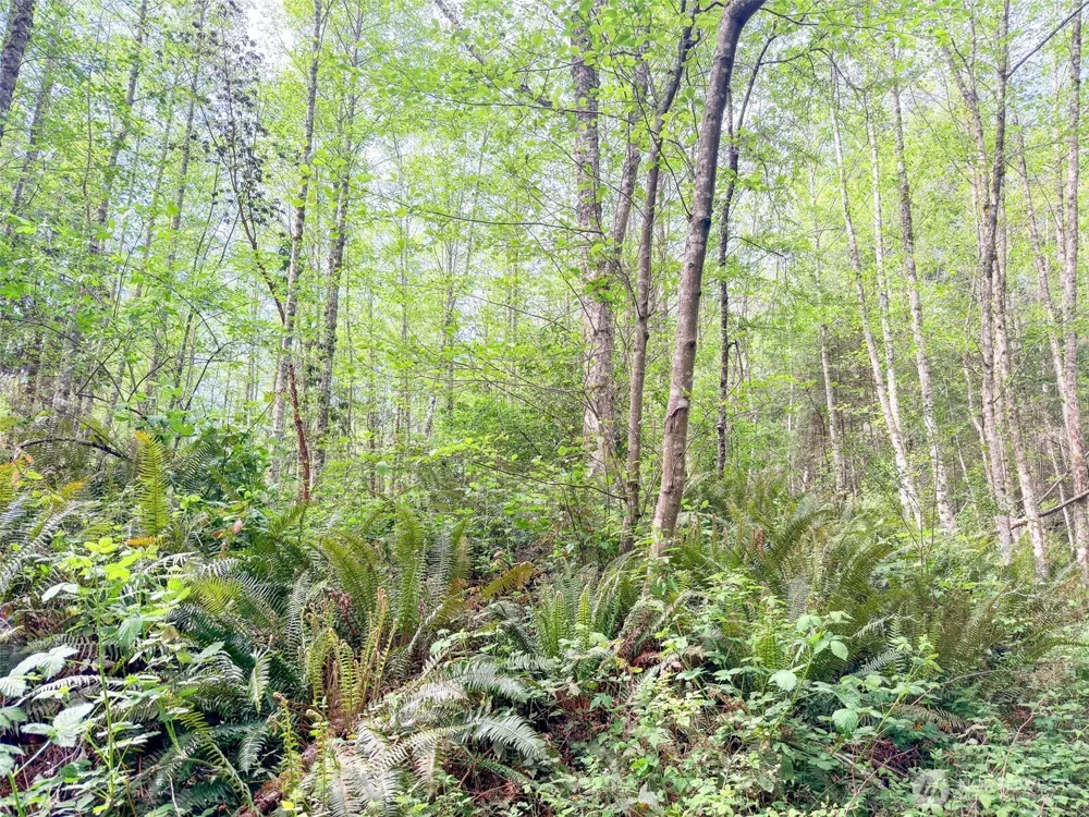 2 XXX Teal Lake Road Port Ludlow, WA 98365