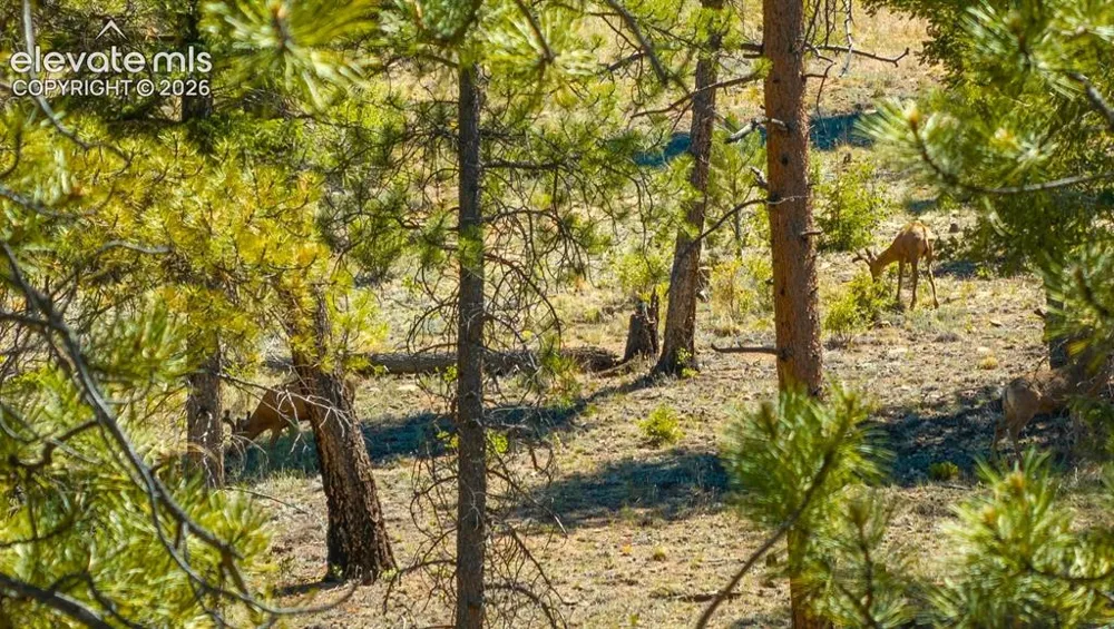 146 Toms Ranch Road Lake George, CO 80827