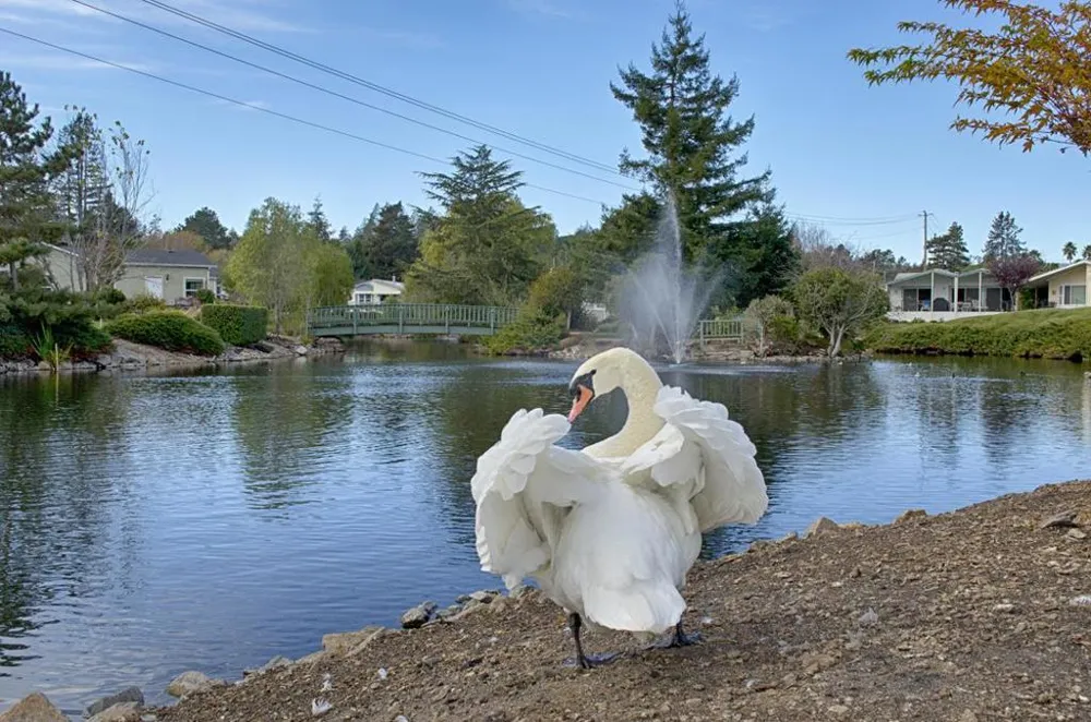 225 Mount Hermon Road #146 Scotts Valley, CA 95066