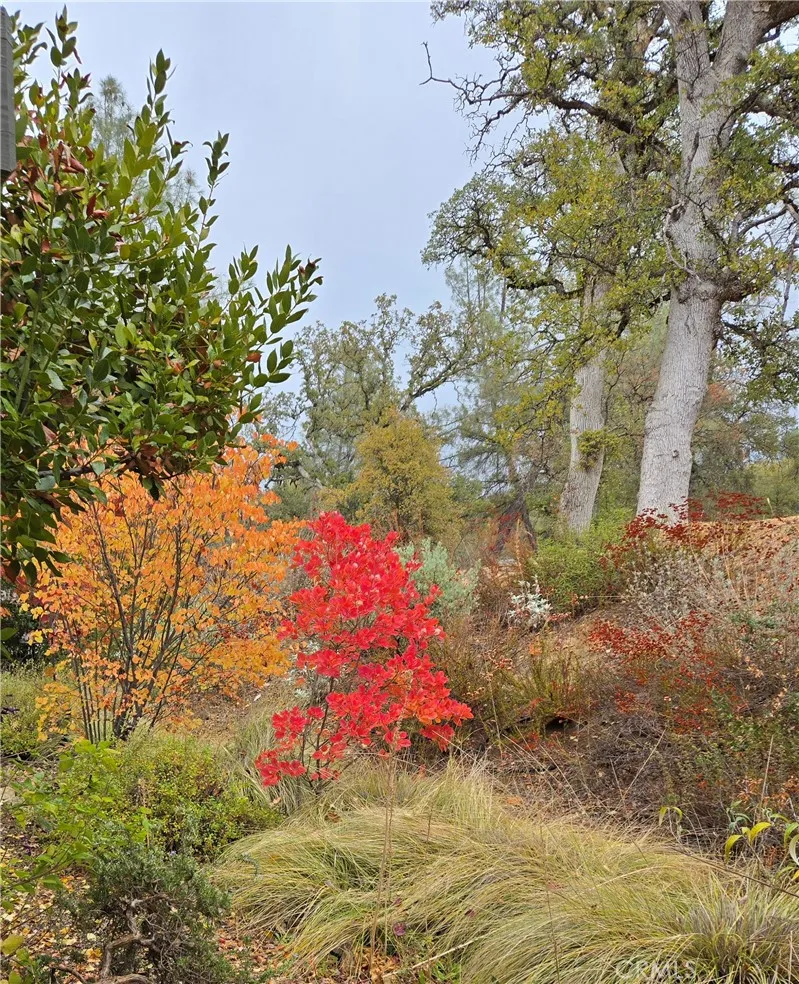 3619 Fig Tree Spring Mariposa, CA 95338
