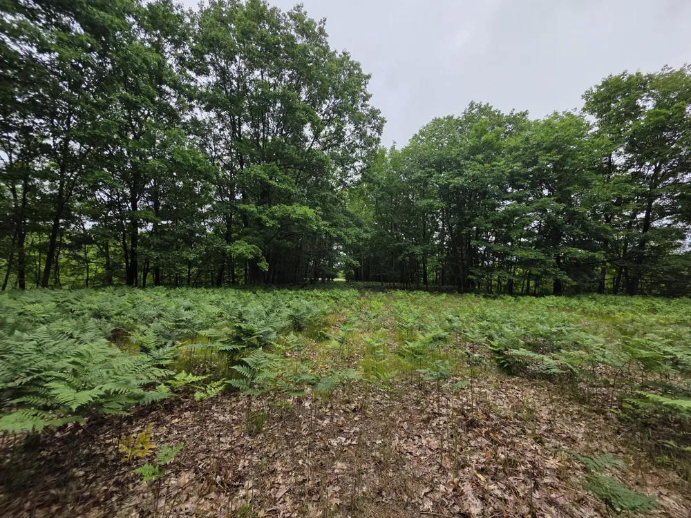 Madison Road Hesperia, MI 49421