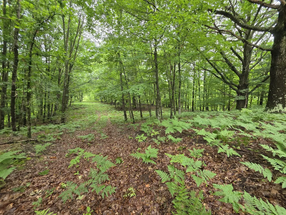 Madison Road Hesperia, MI 49421