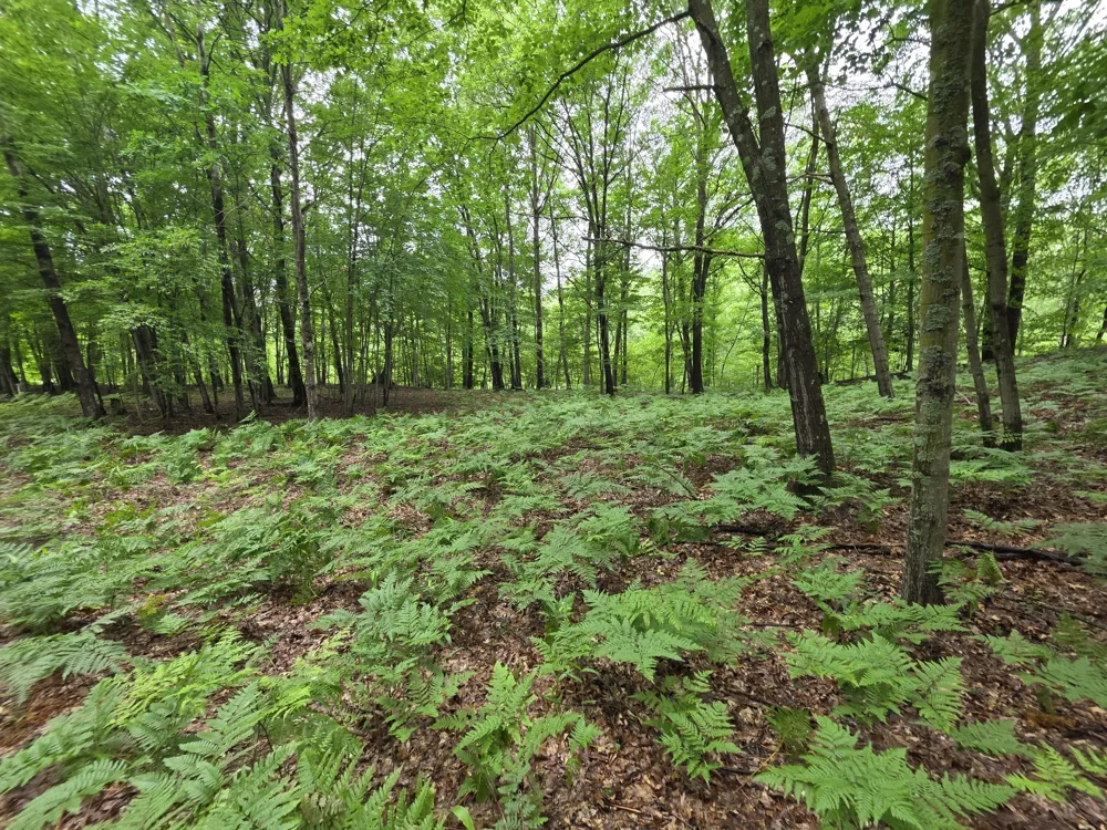 Madison Road Hesperia, MI 49421