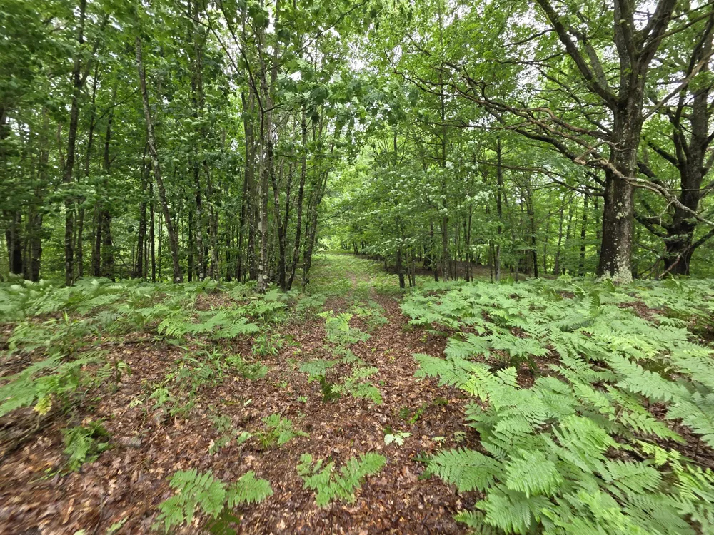 Madison Road Hesperia, MI 49421