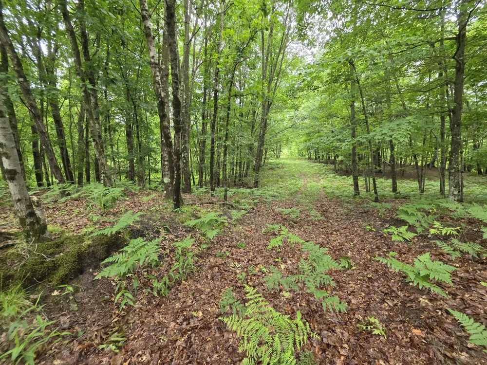 Madison Road Hesperia, MI 49421