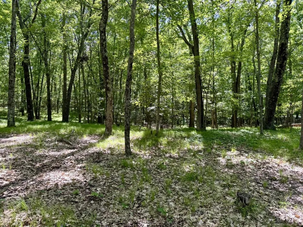6922 W Twin Lake Drive Irons, MI 49644