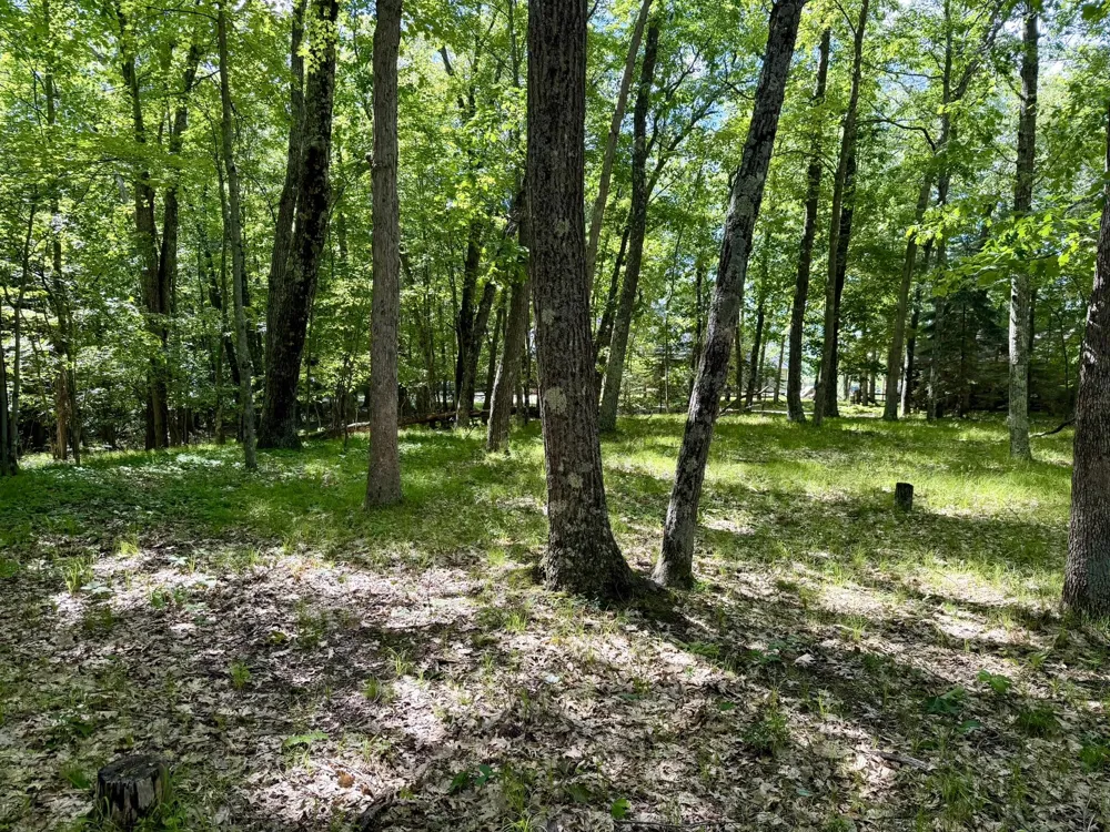 6922 W Twin Lake Drive Irons, MI 49644