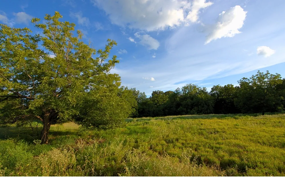 Hudson Farms Road - Tract 2B (+/-6.376 acres) Franklin, TX 77859