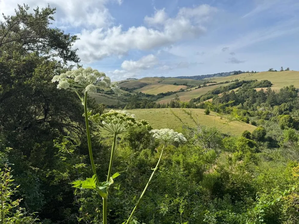 14251 Pescadero Creek Road #4 La Honda, CA 94020