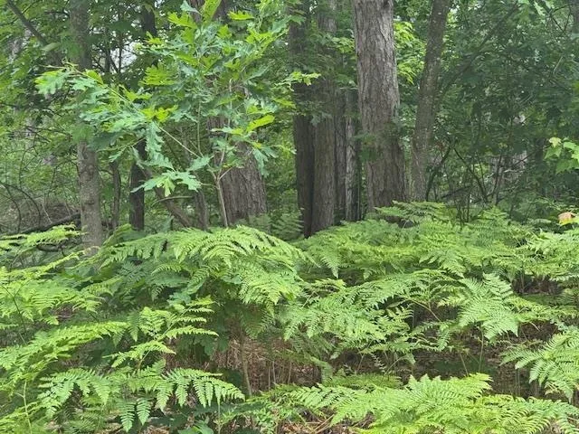 10384 W Rosted Road Lake Township, MI 49651