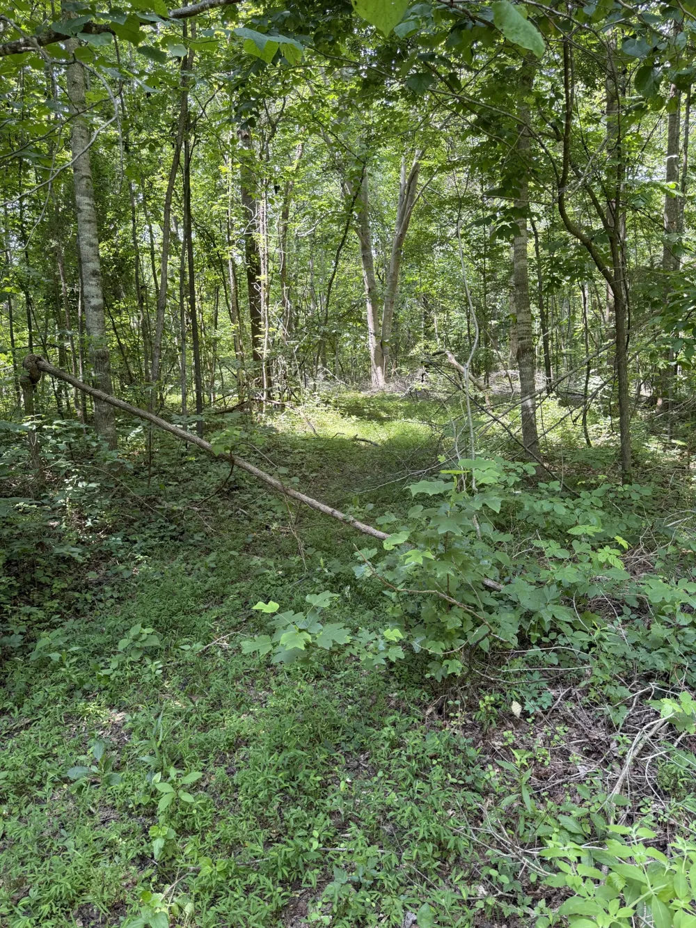 0 Wilderness Lane Lafayette, TN 37083
