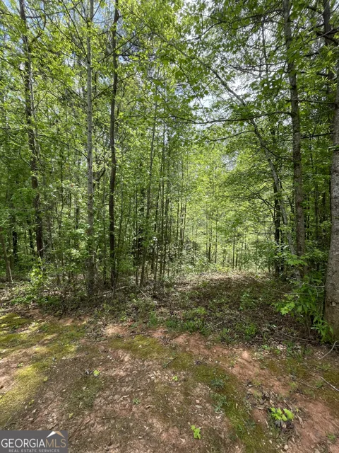 205 White Birch DR