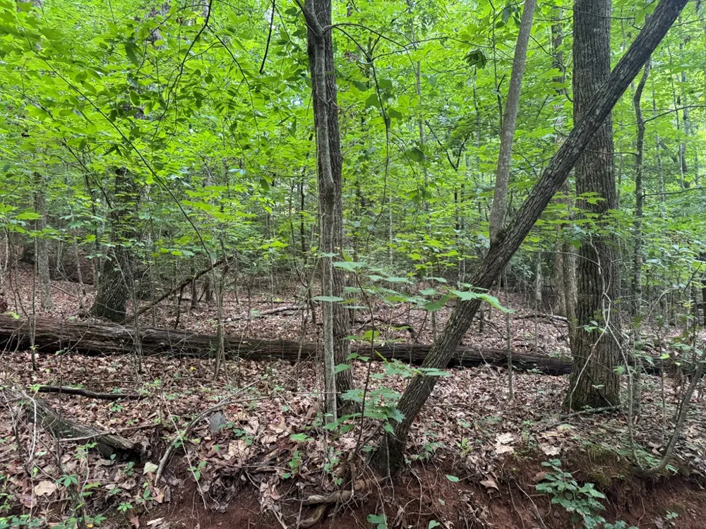 25 Mccracken Cove Road Hayesville, NC 28904