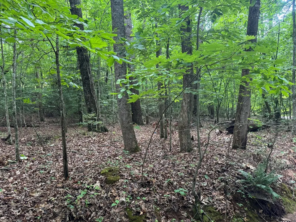 25 Mccracken Cove Road Hayesville, NC 28904