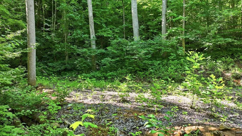 Dark Ridge Road Sylva, NC 28779