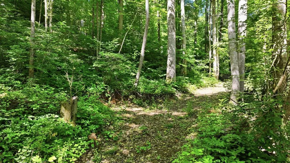 Dark Ridge Road Sylva, NC 28779