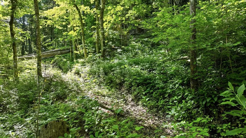 Dark Ridge Road Sylva, NC 28779