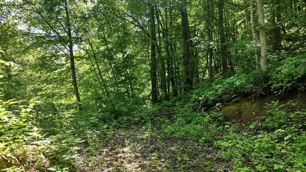 Dark Ridge Road Sylva, NC 28779