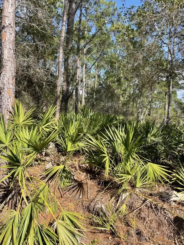 32 FYFE AVENUE Debary, FL 32713
