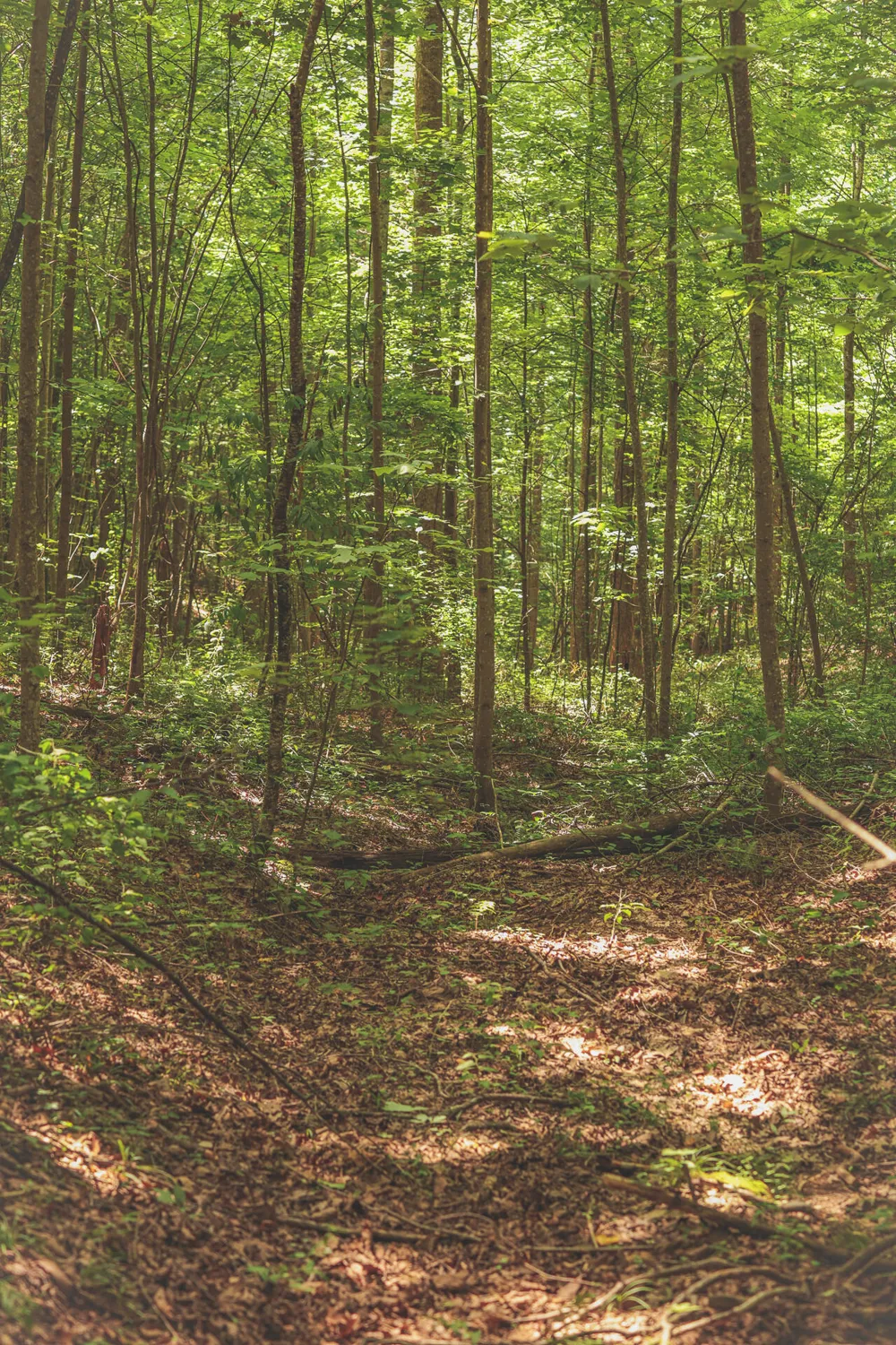 Long Fork Creek Road Spencer, TN 38585