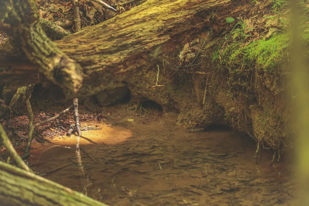 Long Fork Creek Road Spencer, TN 38585