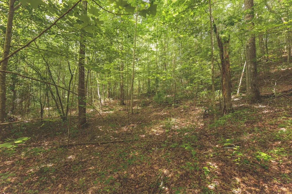 Long Fork Creek Road Spencer, TN 38585