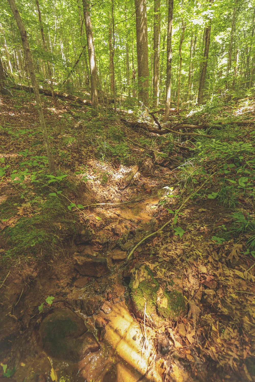 Long Fork Creek Road Spencer, TN 38585