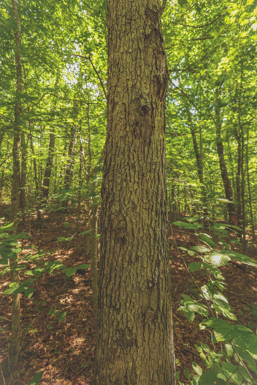 Long Fork Creek Road Spencer, TN 38585