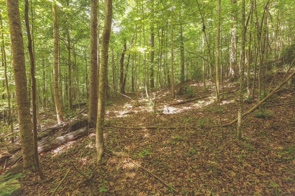Long Fork Creek Road Spencer, TN 38585