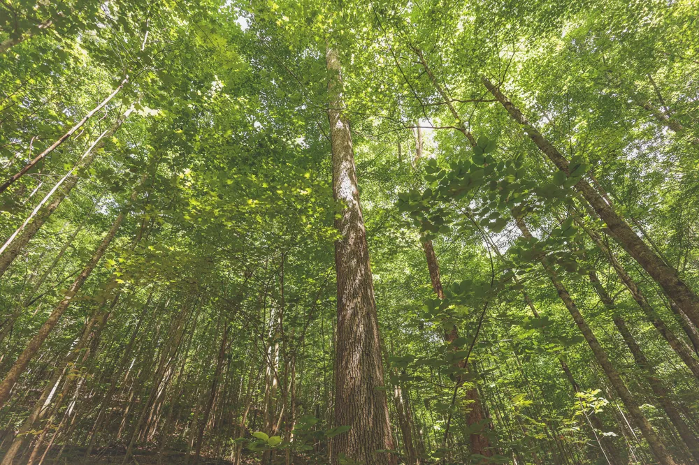 Long Fork Creek Road Spencer, TN 38585