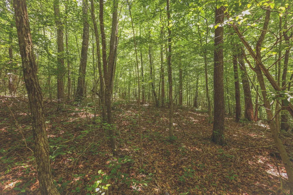 Long Fork Creek Road Spencer, TN 38585