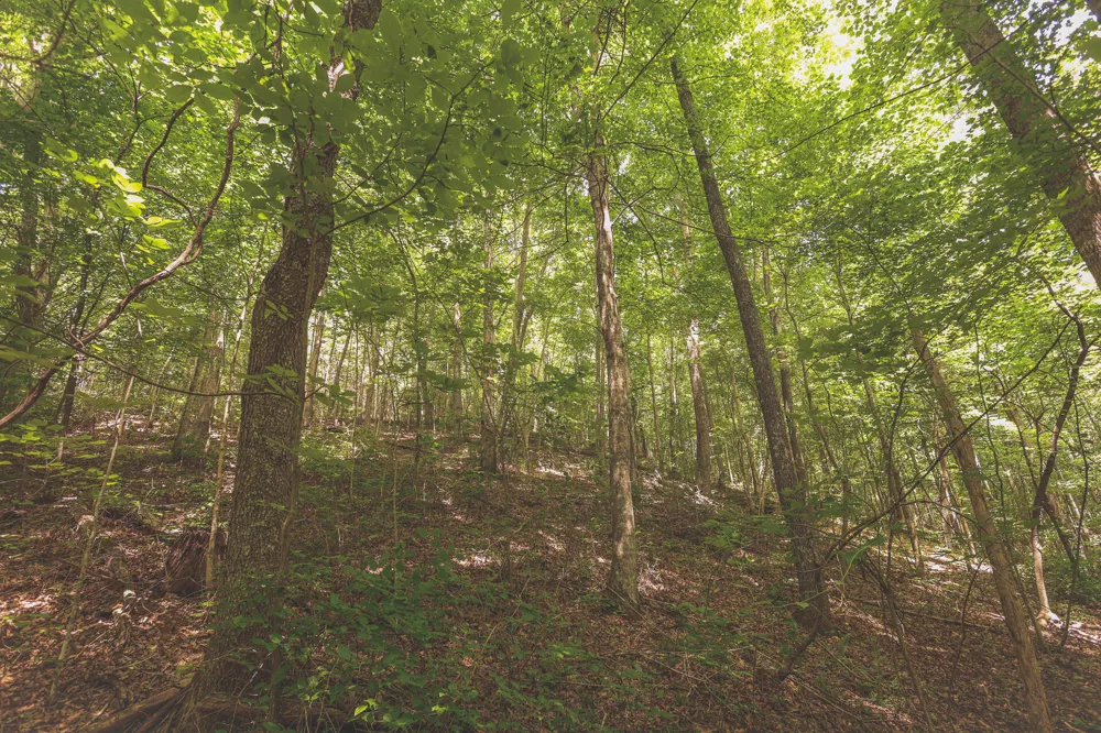 Long Fork Creek Road Spencer, TN 38585