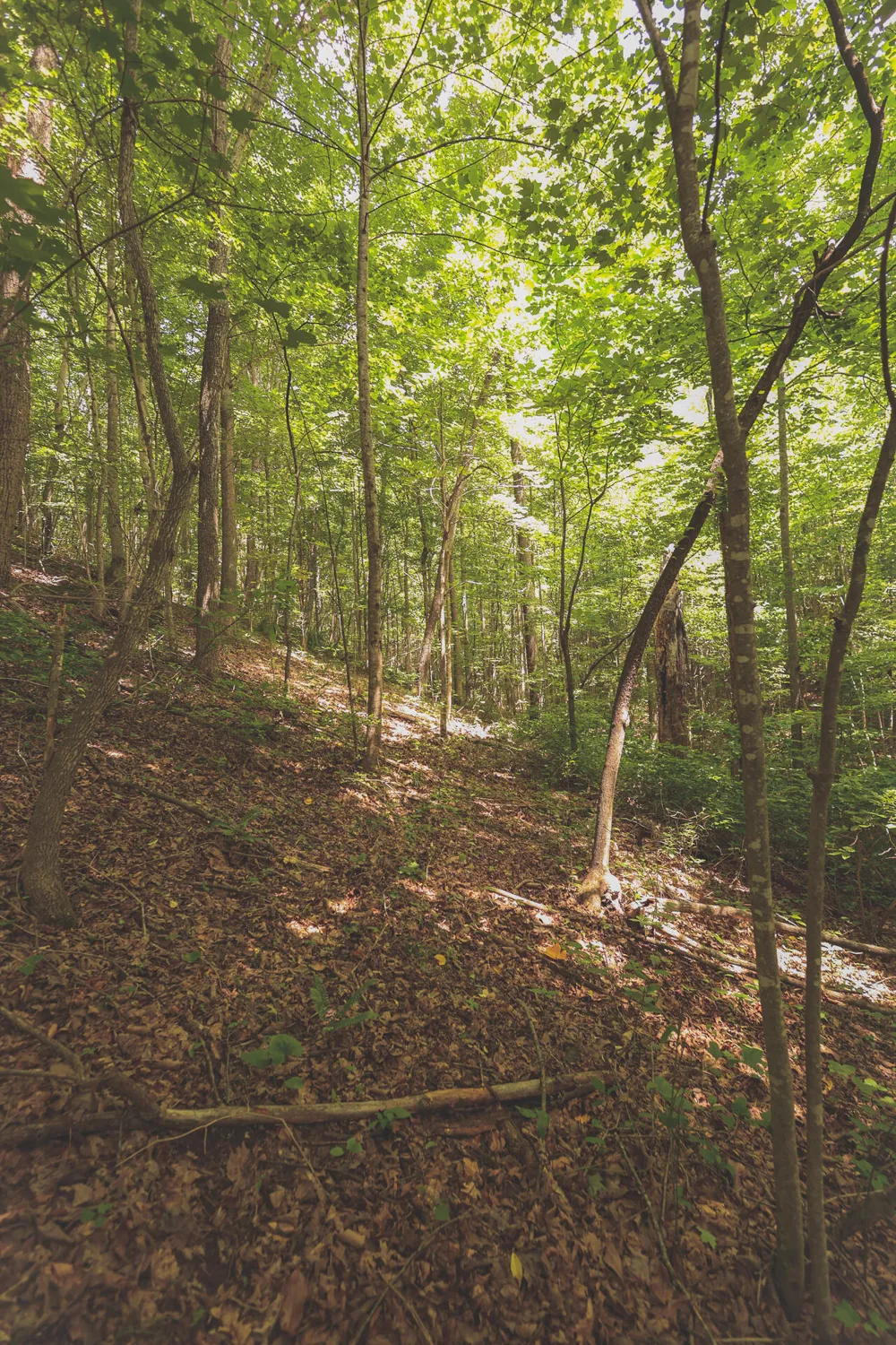 Long Fork Creek Road Spencer, TN 38585